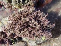 Corallina2